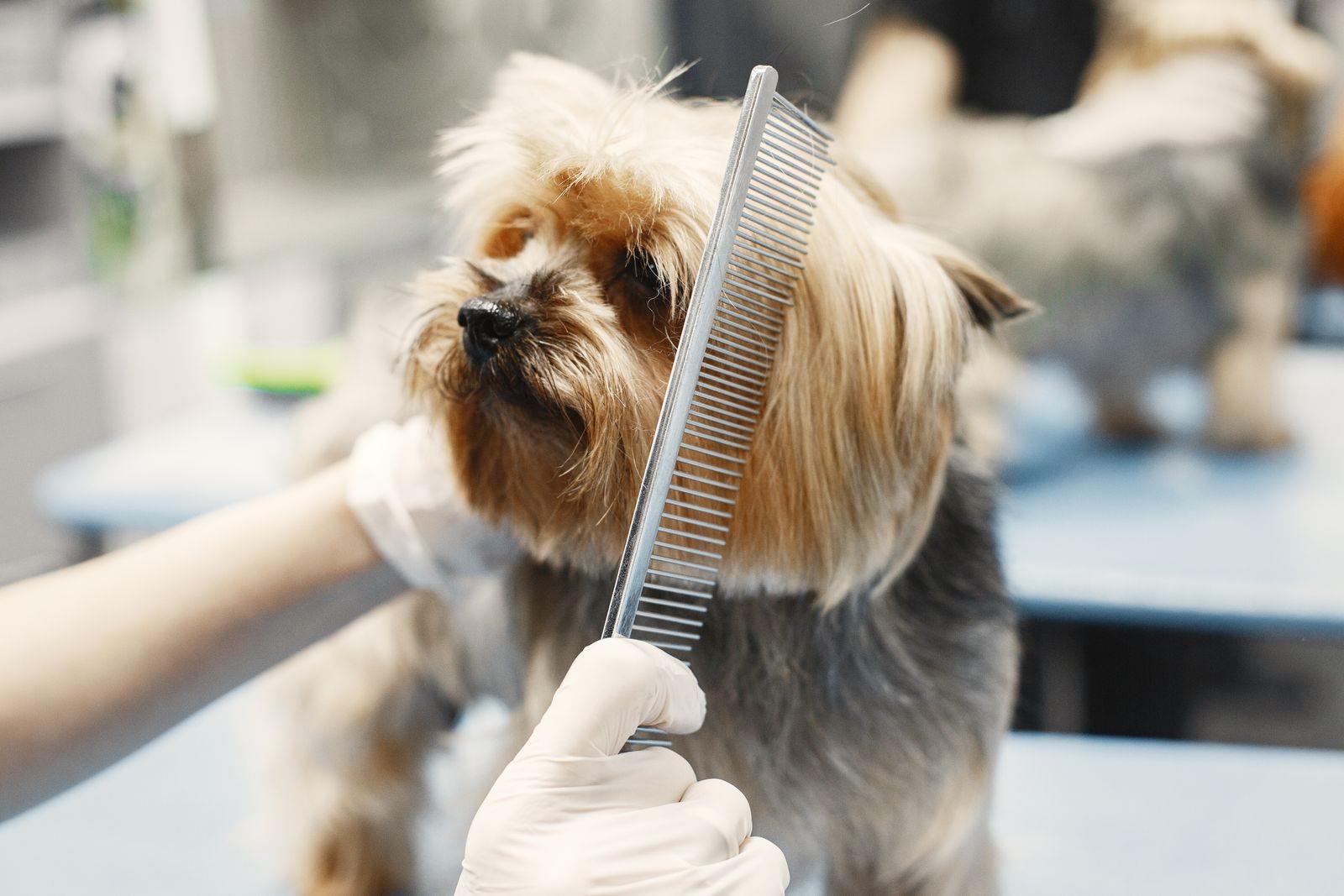 A Yorkshire terrier being combed by a pet groomer.